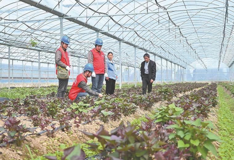 河南息縣：供電服務貼心，種植紅薯有信心”
